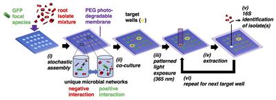 Simultaneous Discovery of Positive and Negative Interactions Among Rhizosphere Bacteria Using <mark class="highlighted">Microwell</mark> Recovery Arrays